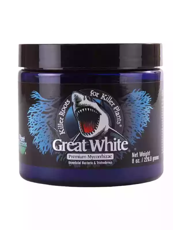 Great White 226.8 gram